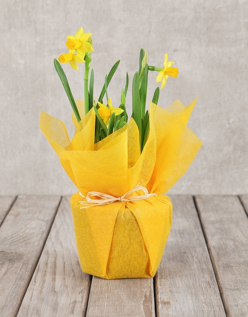 Daffodil Plant in Tissue Paper