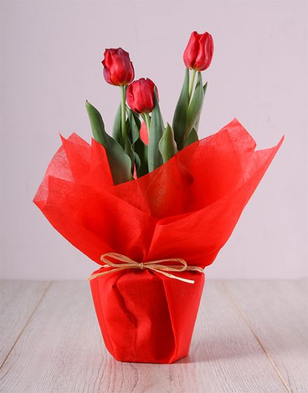 Red Tulip Plant