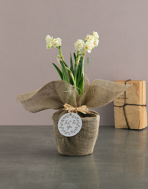 White Daffodil Plants In Hessian Wrapping