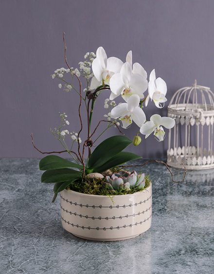 Midi Orchid Garden In A Pot