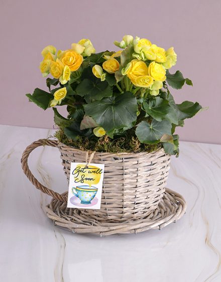 Get Well Begonia Plant
