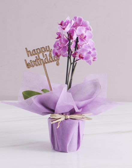 Pink Midi Birthday Orchid In Wrapping