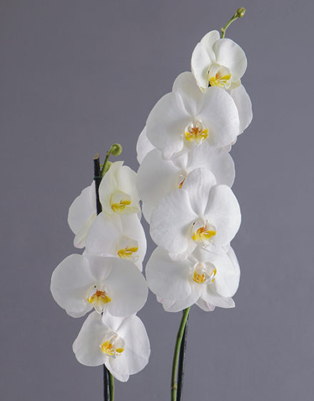 Exquisite Doha Orchid Pot