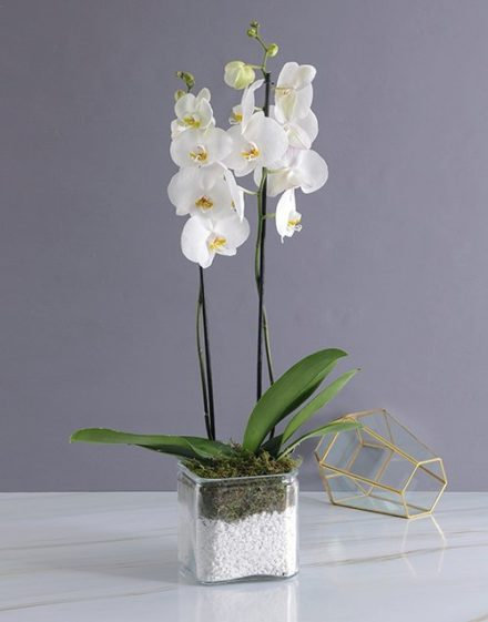 Phalaenopsis Orchid Duo