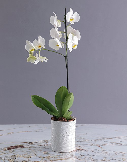 Orchids in a Glazed Vase