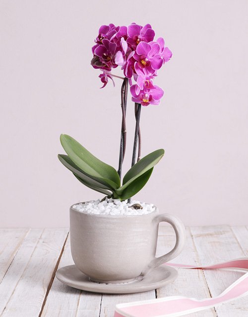 Midi Phalaenopsis Orchid in Ceramic Cup