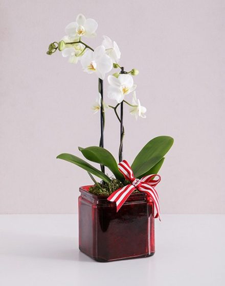 Midi White Phalaenopsis Orchid Vase