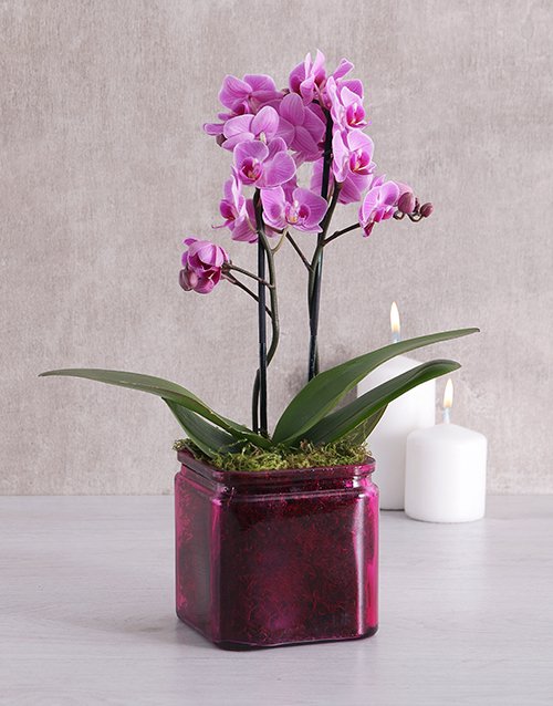 Mini Phalaenopsis Orchid in a Pink Vase