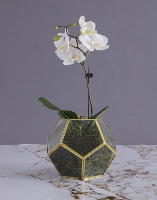 Midi Orchids In A Vase