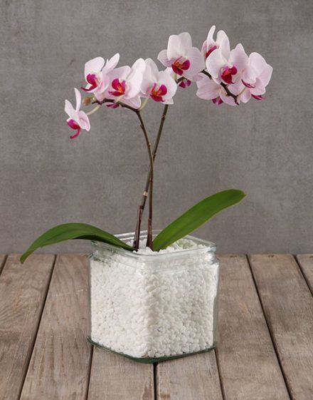 Soothing Midi Orchid