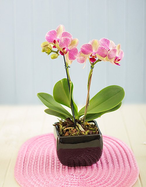 Mini Orchid in a Glazed Vase