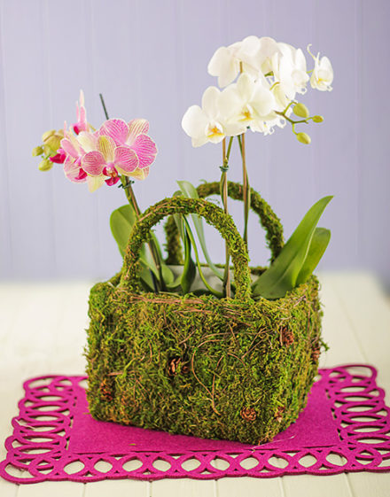 Double Mini Orchids in a Moss Basket