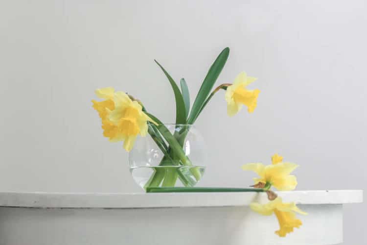 Daffodil and Jonquil