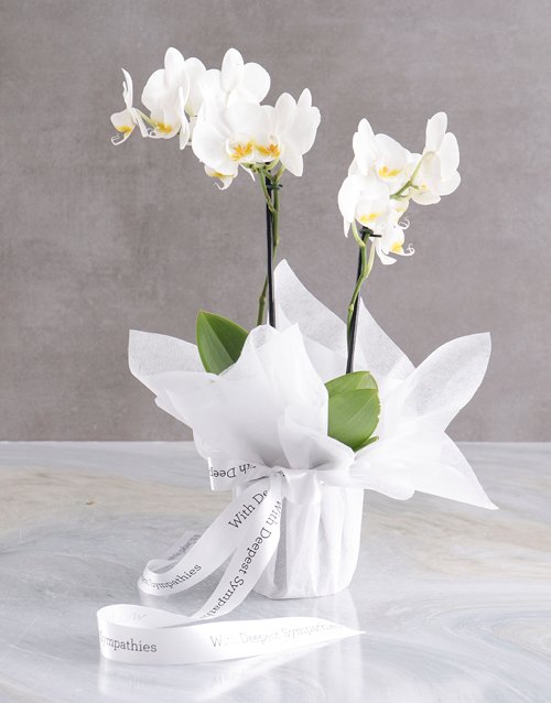 flowers White Midi Sympathy Orchid