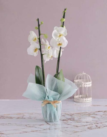 Mothers Day White Orchid