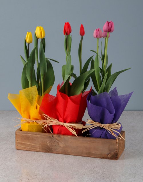 Tulips For Mothers Day