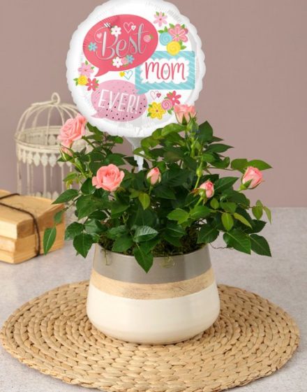 Potted Mothers Day Pink Rose Bush