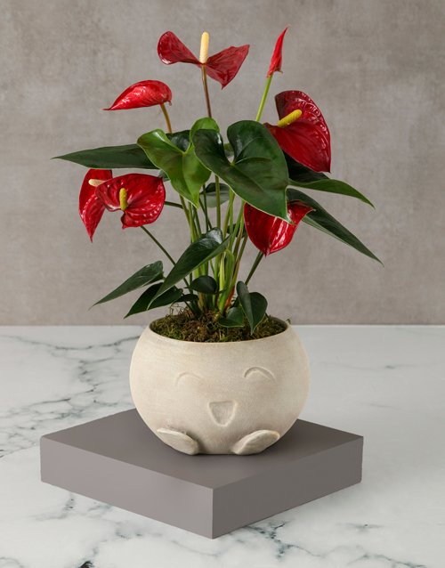 Mothers Day Red Anthurium Mojo Pot