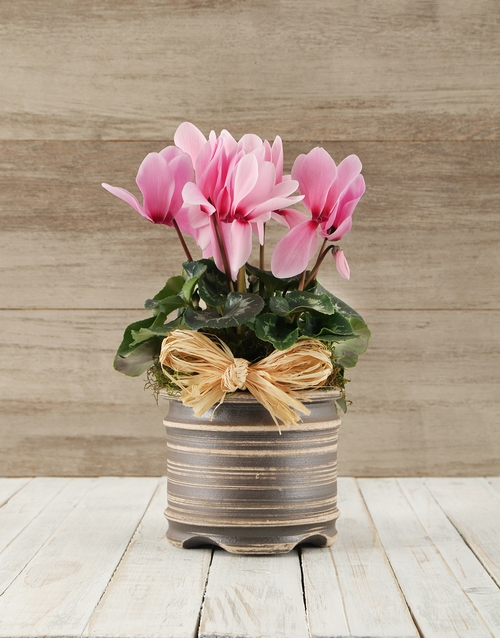 baby Cyclamen in a Pot