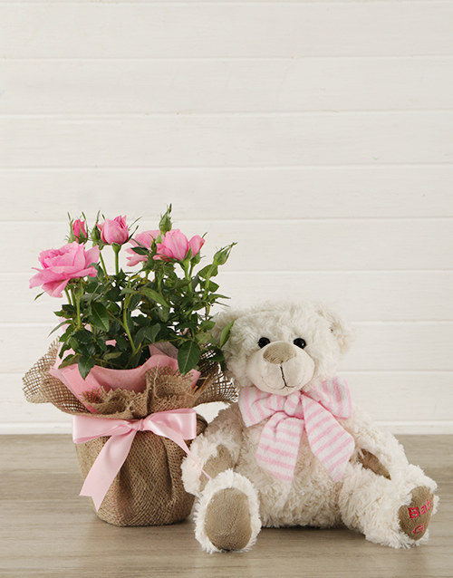 baby Its a Girl Teddy and Pink Rose Bush