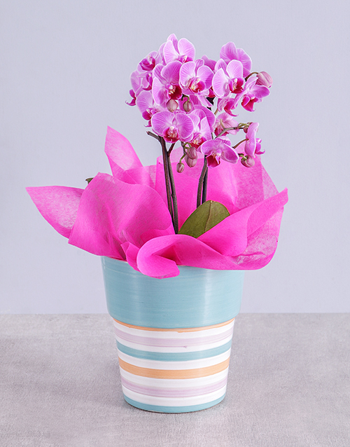 baby Midi Pink Orchid in Striped Vase