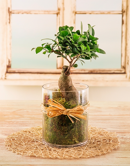 fathers-day Bonsai Tree in a Cylinder Vase