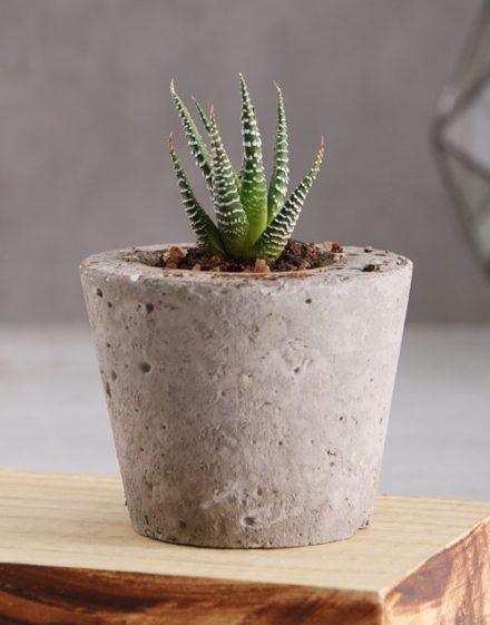 fathers-day Succulent in a Cement Pot