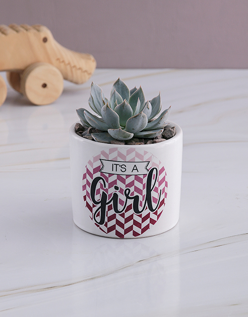 baby Welcome Baby Succulent In White Ceramic Pot