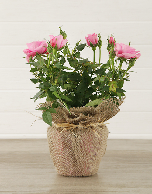 roses Pink Rose Bush in Hessian Wrapping