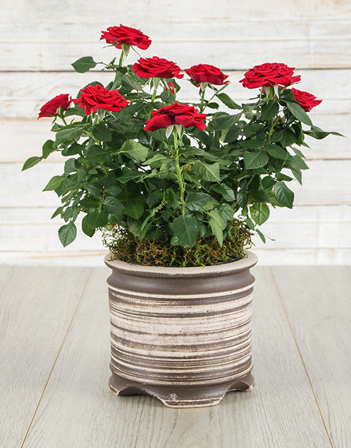 Red Roses Bush in a Ceramic Pot