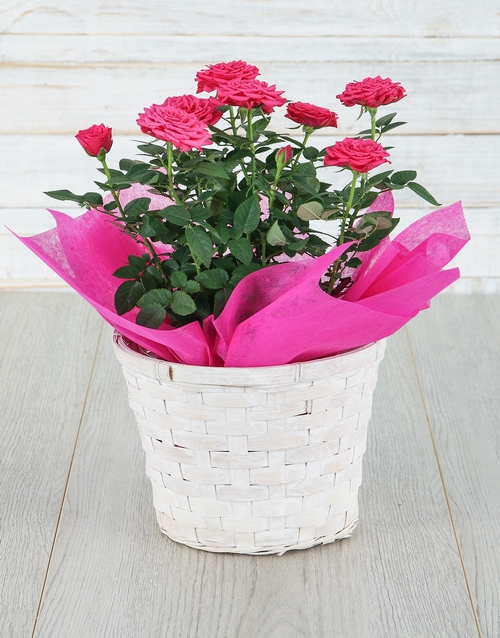 roses Cerise Rose Bush in Planter