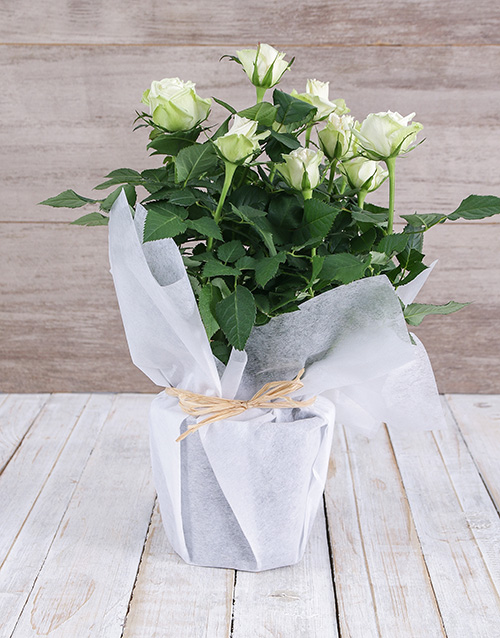 White Rose Bush in Wrapping
