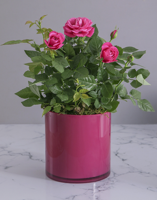 roses Cerise Rose Bush in Cylinder Glass Planter