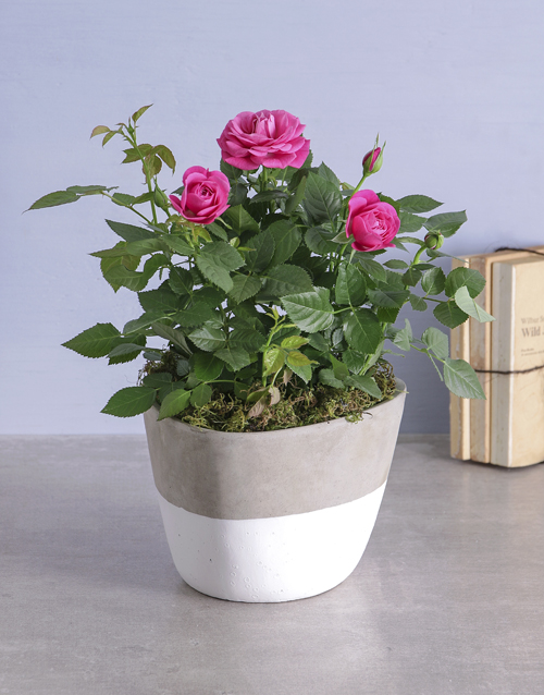 roses Cerise Rose Bush In Cement Feel Pot