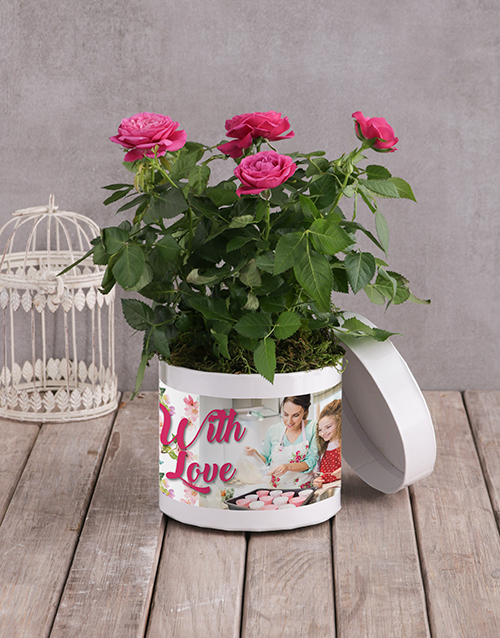 Cerise Rose Bush In White Hatbox