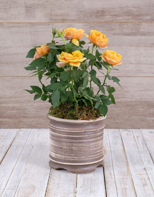 roses Gratitude Yellow Rose Bush In Ceramic Pot