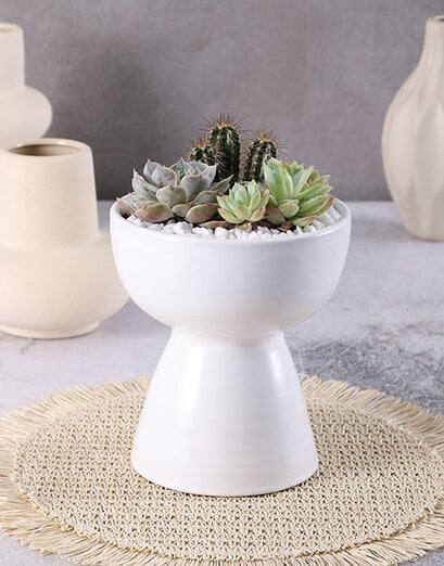 Small Succulents In Pearly White Pot