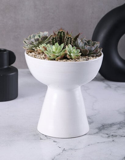 Succulents In Pearly White Pot